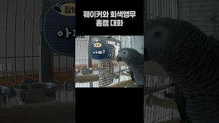 퀘이커앵무새와 회색앵무의 홈캠 대화 ️ 말하는 앵무새  #parrot #반려동물