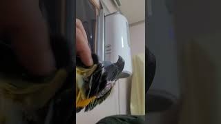 루카 가려운곳 긁어주기 #animal #birds #동…