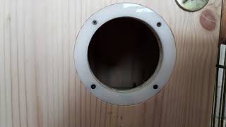 [앵무파파] 코뉴어 새끼와 어미소리 [2019.12.14]