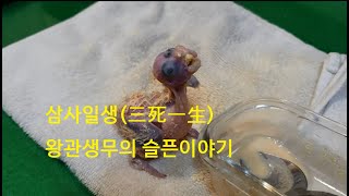 왕관앵무새의 슬픈이야기