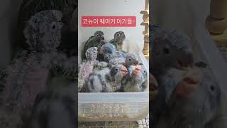 #코뉴어 #퀘이커 #아기 #앵무새