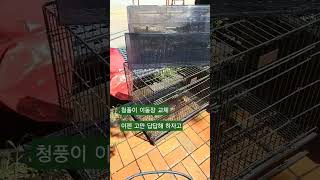 비좁은 이동장에서 대형견 이동장으로 #이동장 #청금강앵…