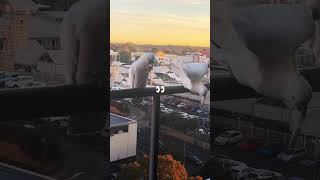 코카투맛집#코카투#강제반려새#cockatoo#cute#sydneyevents