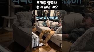 코카투 앵무새 형이 화난 이유 #동물 #animals