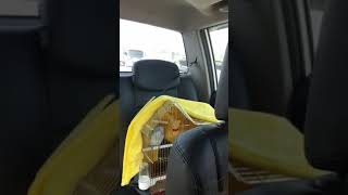 퀘이커앵무새 순도리 (방송 대기중일때...이랬는데ㅎㅎ)