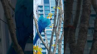 청금강 앵무새(Crimson Rosella)