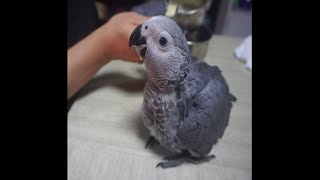 회색앵무 이유식 먹이기 Grey ParrotㅣGrey …