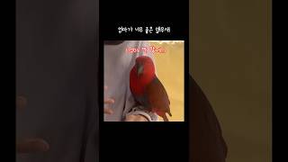 [젤리] 엄마가 너무 좋은 앵무새 / 엄마 껌딱지 / …