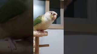 무편집동영상 코뉴어앵무새 Vlog_행자사고치고 줄행랑/…