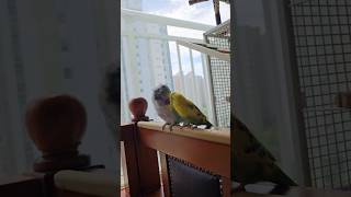 [퀘이커 앵무] 눈싸움 #parrot #quakerpa…