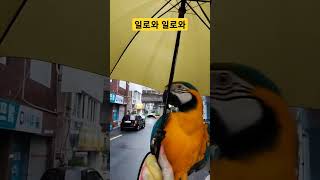 일로와 일로와 #macaw #청금강 #청금강앵무새