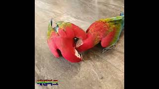 짱가와 누리와의 만남!!!♡♡♡ 홍금강앵무