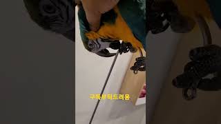 청금강앵무새 망고 #shorts