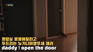 하루종일 아빠를 따라다니고 싶은 뉴기니아앵무새 체리  …