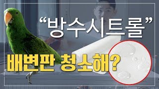앵무새 배변 훈려? 앵무새 배변판 청소 이제 쉽게 하세…