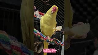 구운감자간식#목도리앵무새#앵무새#parrot#먹방#간식#코뉴어#모란#구운감자
