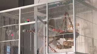 소프라노 일구 ㅋㅋ 하이톤으로 떠드는 퀘이커앵무새 일구…