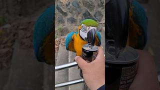 캔 따주다가 놀래는 루카 #청금강 #청금강앵무새 #macaw #캔따개
