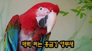 금강앵무 홍금강, 청금강