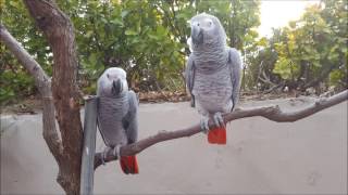 회색 앵무의 비행능력 (African Gray Parr…
