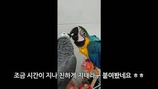 새식구청금강앵무새 청단이를 소개합니다
