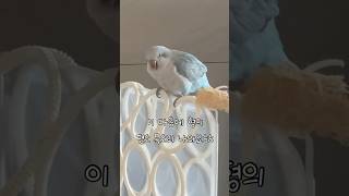 형의 꾸꾸 전용 목소리 vs  평소 목소리 #퀘이커앵무…