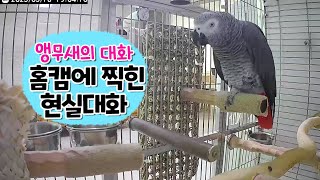 앵무새가 대화해요! 홈카메라에 찍힌 퀘이커와 회색앵무의…
