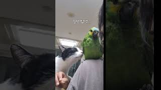 고양이와앵무새 #고양이 #앵무새#cat #cute