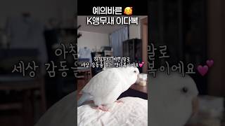 존댓말을 배웠어요 #앵무새 #러블리다다즈 #퀘이커앵무새 #앵무새이다복