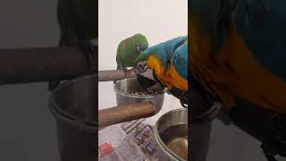 허겁지겁 밥먹는 청금강앵무새,한스마카우