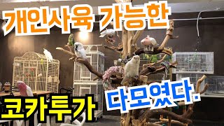 종류별 코카투가 다모였다!? 천국이구나..