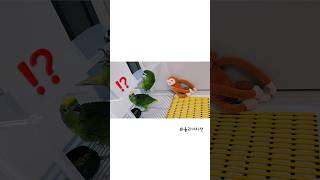 율리극한 호기심❗️#한스마카우 #아마존앵무새 #귀여운동물영상