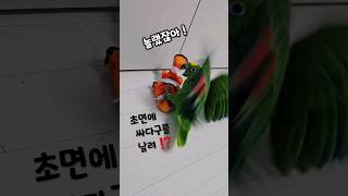 싸다구 날린 물고기 때려잡는#아마존앵무새#마로