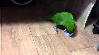 한스마카우 장난감