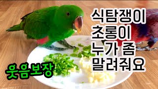 [뉴기니아 일상] 식탐 강한 초롱이, 누가 좀 말려줘요…