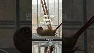 서커스단 연락바랍니다.#초롱이 #birds #코뉴어앵무…