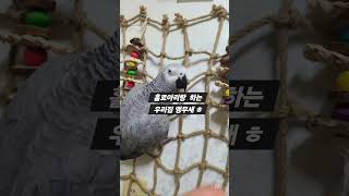 우리집 #회색앵무 홀로아리랑 따라하기 #스윙리듬짝 #스윙짝 #스윙블루스 #스윙4박잔발 #통합리듬짝#Shorts