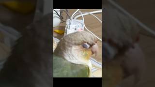 결국 그는…  #앵무새 #코뉴어 #parrot