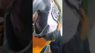 루카 귀 긁어주는 중 #청금강 #청금강앵무새 #macaw