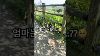 코뉴어앵무새 산책중 만난 운명.. 아래에 고양이가#코뉴…