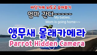 앵무새 몰래카메라 Parrot Hidden Camera