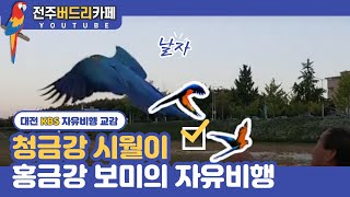 [앵무새자유비행]  청금강 시월이, 홍금강 보미 대전K…