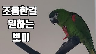 꽁패.앵무새.한스마카우.뽀미.한나.무한반복.2023.1…