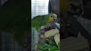 아마존C 1일 옥수수2개 먹고 청양 고추4개 방울 토마…