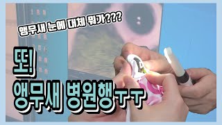 앵무새 눈에 무슨 일이??앵무새병원행