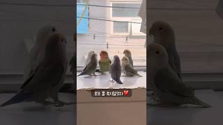 오랜만에 방문한 앵카페(럭키 분양 후 처음) 로또 폼 …