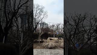 [루카월드] ASMR 금강앵무새 쩌는 목소리 #macaw #parrot #birds #반려동물