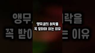 다앵가족 첫째가 털어놓는 자신의 속마음 ㅋㅋ #앵무새 …