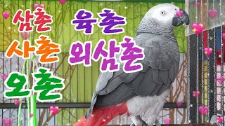 삼촌/외삼촌/사촌/오촌/육촌~[연구대상앵무새똘이]