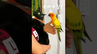 #birds #parrot #앵무새 #썬코뉴어 #고양이…